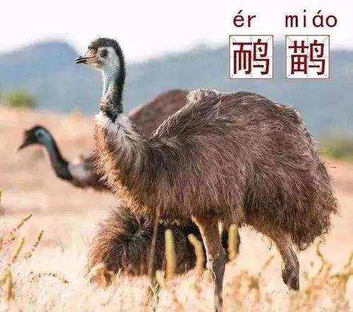 澳大利亚的国宝动物是谁呢（附：考拉是澳大利亚国宝吗）