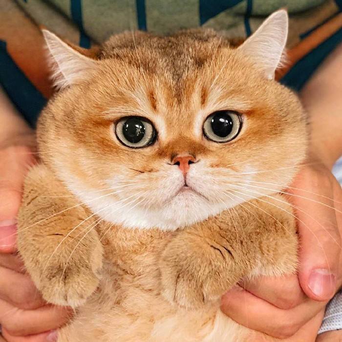 金渐层猫难养吗（了解金渐层猫的6个优点）