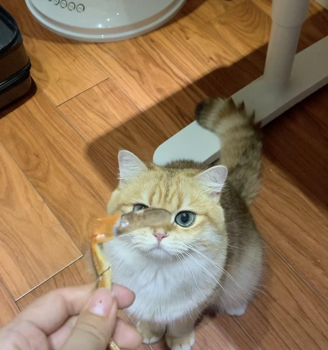 金渐层猫难养吗（了解金渐层猫的6个优点）