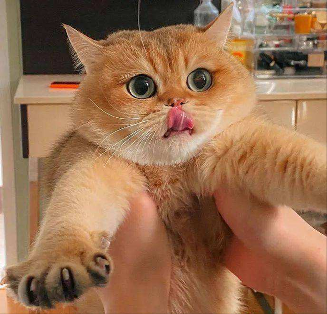 金渐层猫难养吗（了解金渐层猫的6个优点）