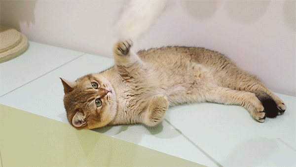 金渐层猫难养吗（了解金渐层猫的6个优点）