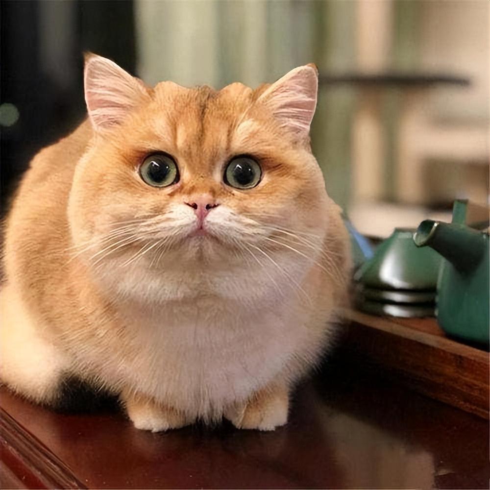 金渐层猫难养吗（了解金渐层猫的6个优点）