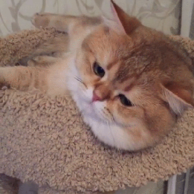 金渐层猫难养吗（了解金渐层猫的6个优点）