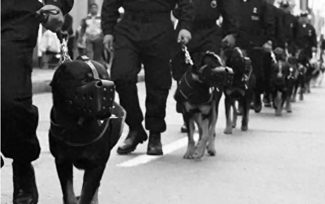 什么品种的狗适合男人用（附：男孩子养上一只面上都带光的狗）