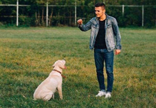 什么品种的狗适合男人用（附：男孩子养上一只面上都带光的狗）