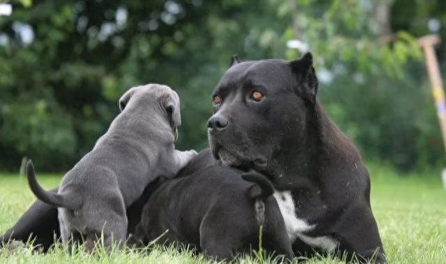 什么品种的狗适合男人用（附：男孩子养上一只面上都带光的狗）