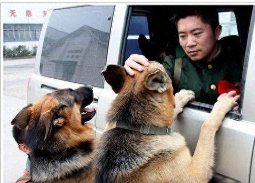 什么品种的狗适合男人用（附：男孩子养上一只面上都带光的狗）