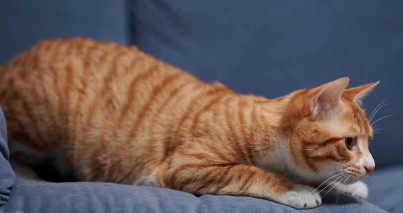 中华田园猫21种花色(中华田园猫的21种颜色)