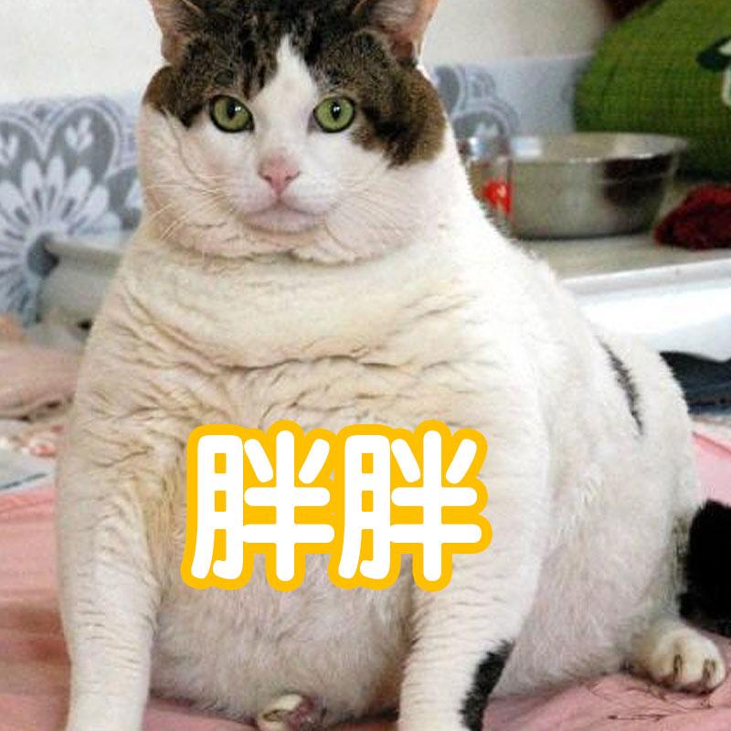 猫为什么越养脾气越大呢（养了几年的猫还是很凶要注意什么）