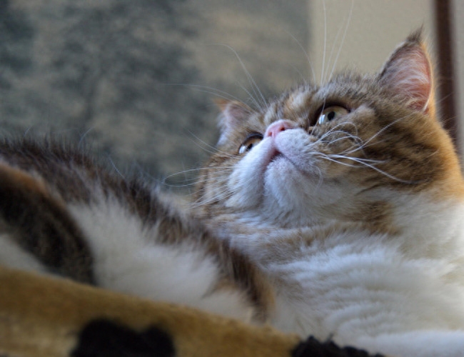 翡翠波斯猫长啥样子（附：“猫中王妃”波斯猫）