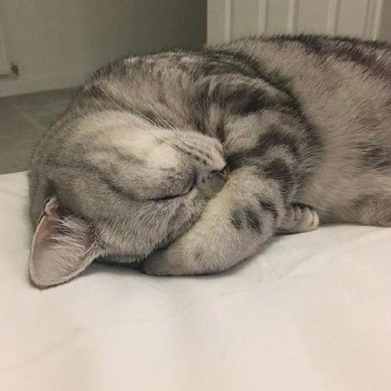 猫为什么越养脾气越大呢（养了几年的猫还是很凶要注意什么）