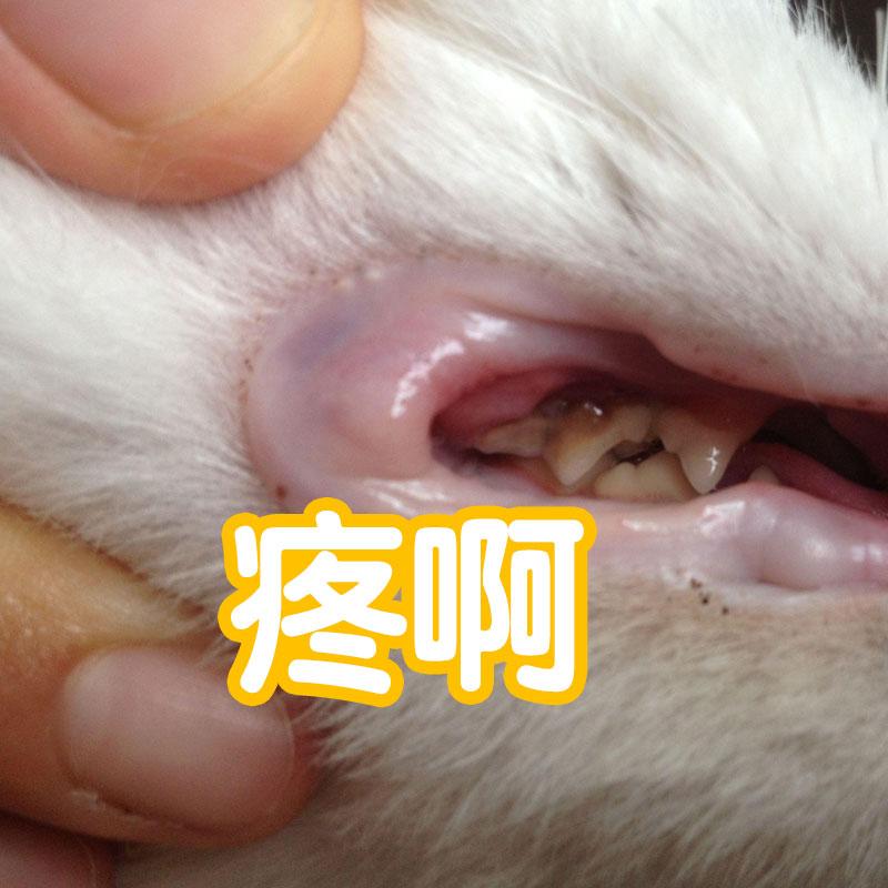 猫为什么越养脾气越大呢（养了几年的猫还是很凶要注意什么）