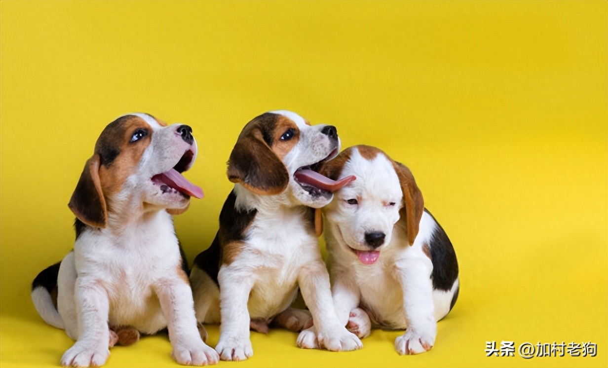 国际宠物托运费用怎么算（附：带宠物去加拿大的详细攻略）