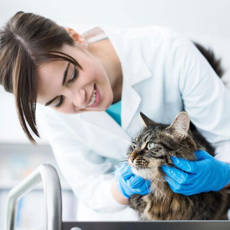 猫为什么越养脾气越大呢（养了几年的猫还是很凶要注意什么）