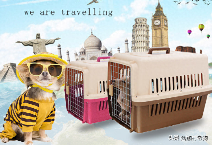 国际宠物托运费用怎么算（附：带宠物去加拿大的详细攻略）
