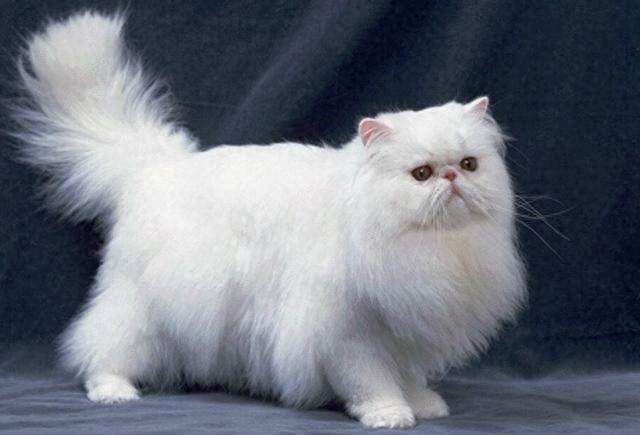 翡翠波斯猫长啥样子（附：“猫中王妃”波斯猫）