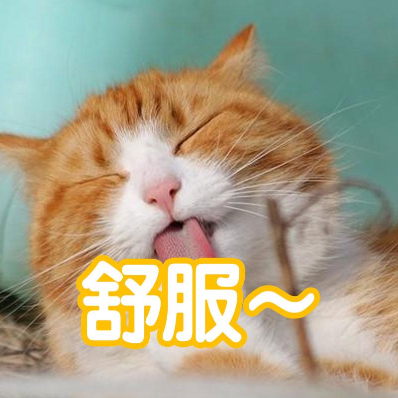猫为什么越养脾气越大呢（养了几年的猫还是很凶要注意什么）