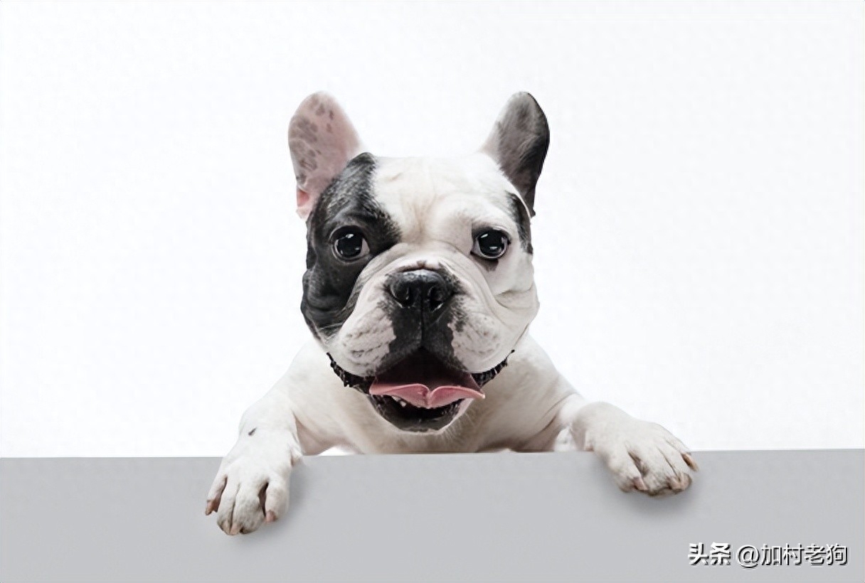 国际宠物托运费用怎么算（附：带宠物去加拿大的详细攻略）