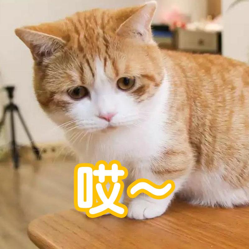 猫为什么越养脾气越大呢（养了几年的猫还是很凶要注意什么）