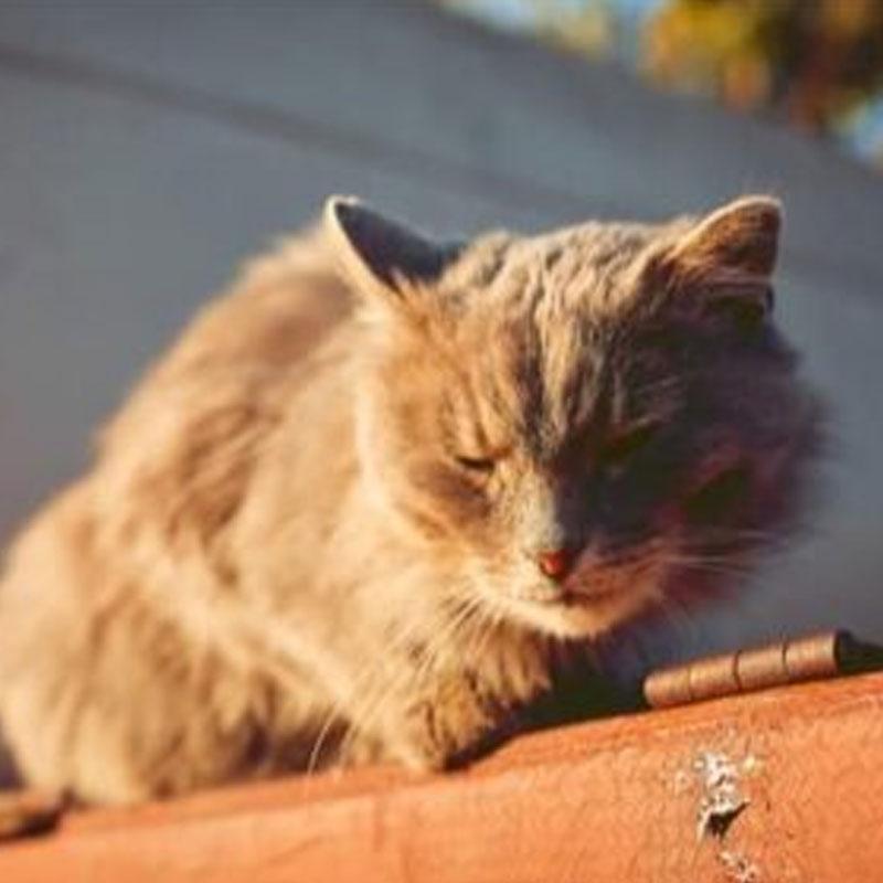 猫为什么越养脾气越大呢（养了几年的猫还是很凶要注意什么）