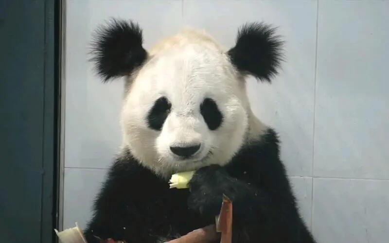 中国唯一一只金色熊猫是谁(金色大熊猫的图片)