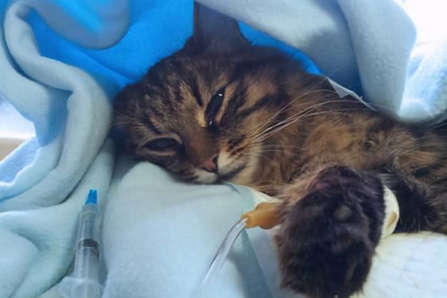 猫哭是因为伤心吗(猫哭了是伤心吗)