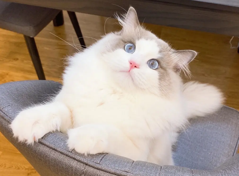 布偶猫为什么不能养（详解：养布偶猫的6大坏处）