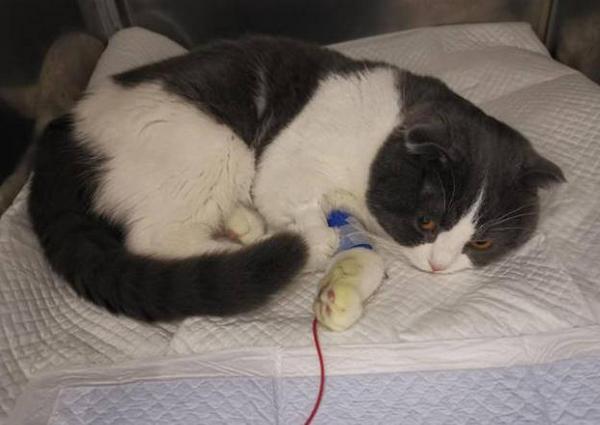 公猫乱尿的原因(公猫乱尿的原因是什么)