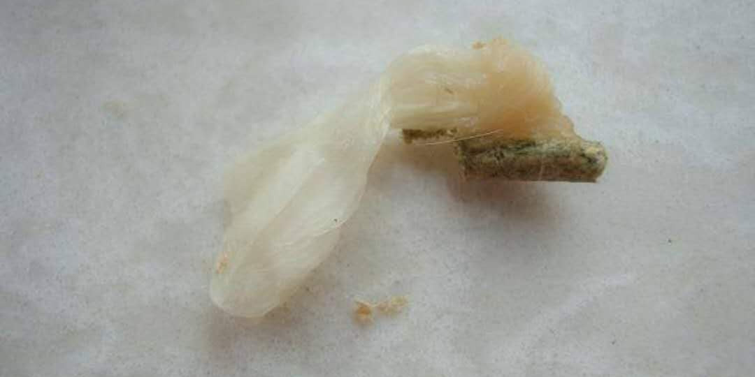 蛇的繁殖器长什么样子呢（附：蛇繁衍后代的生殖原理）