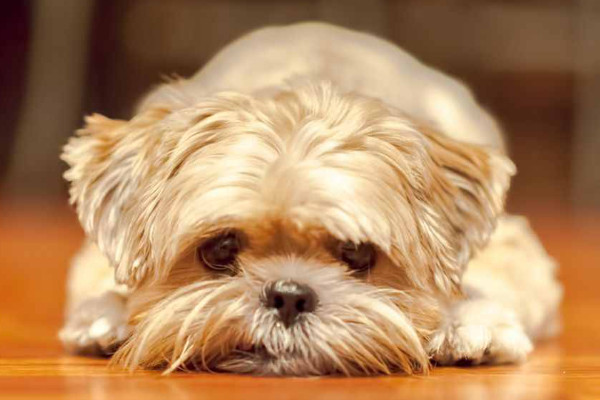 狗发烧能自己完全自愈嘛