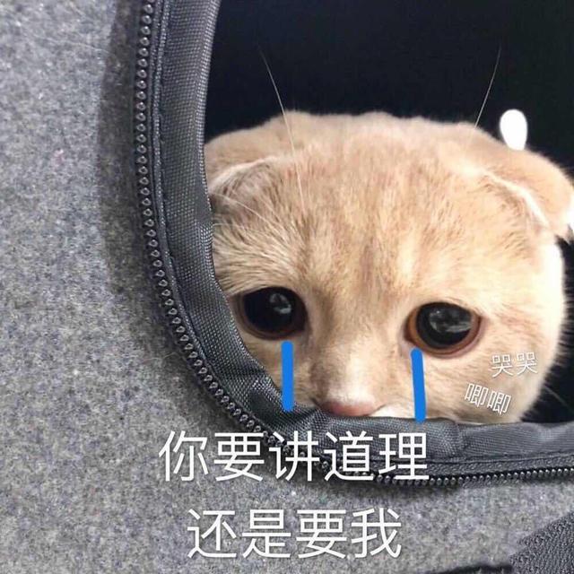 猫哭是因为伤心吗(猫哭了是伤心吗)
