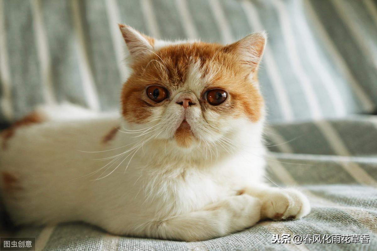 小猫的资料和特点信息（小猫的自述作文400字说明文）