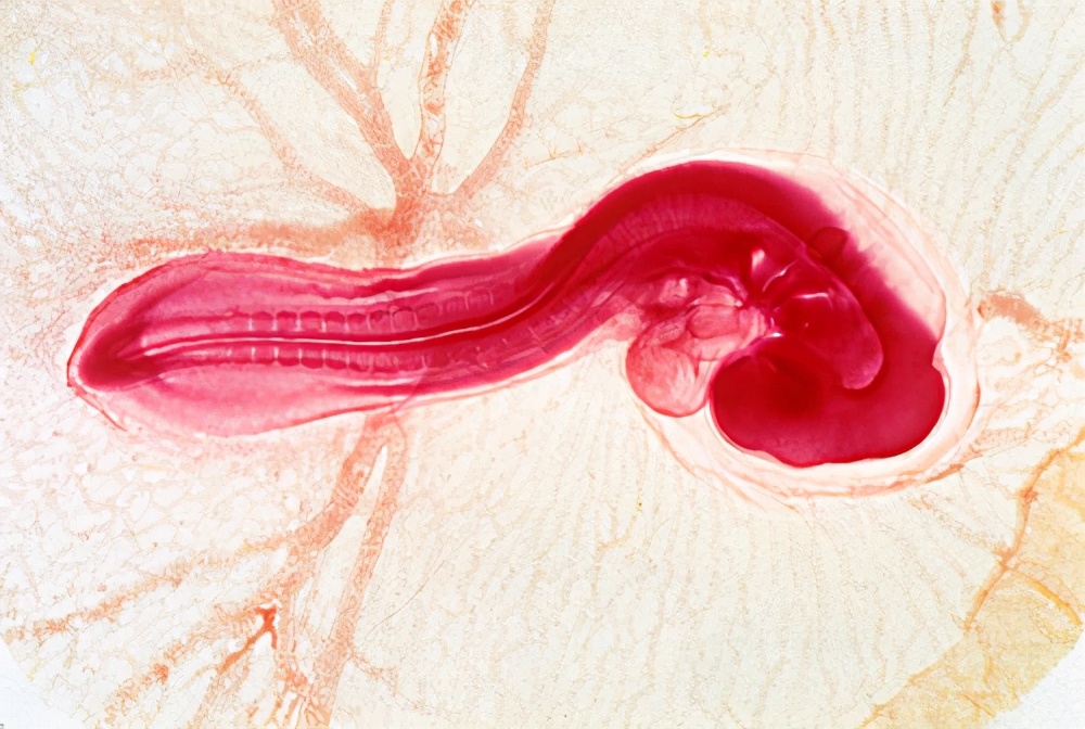 蛇的繁殖器长什么样子呢（附：蛇繁衍后代的生殖原理）