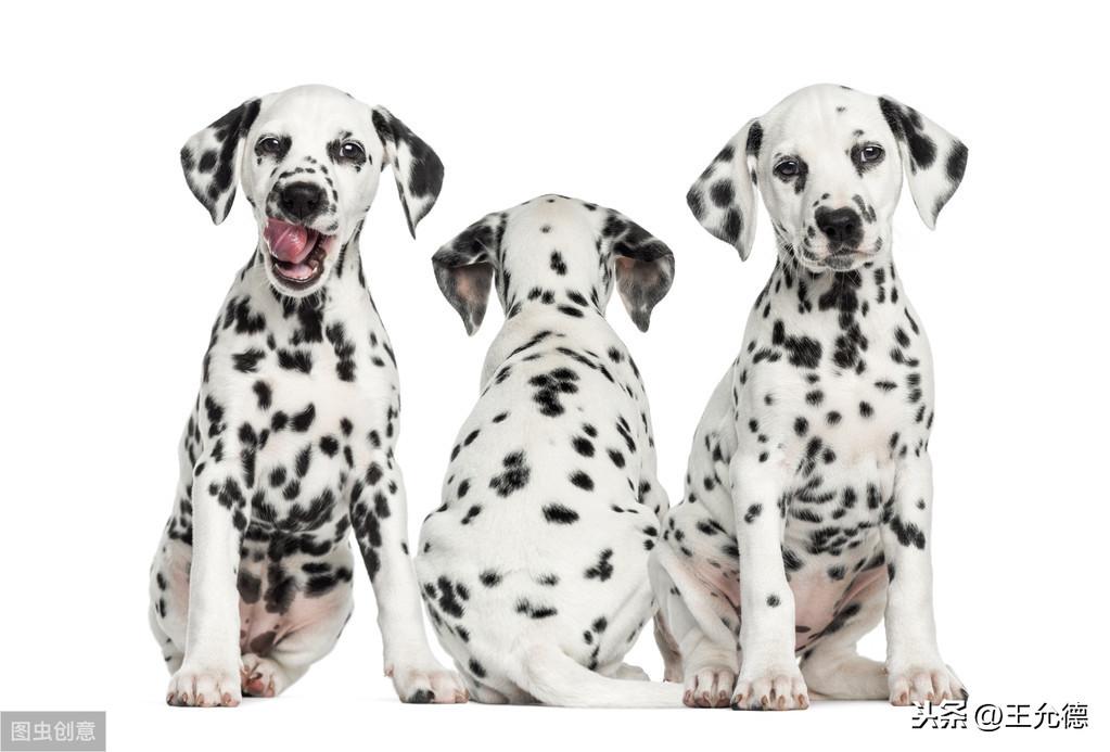 蓝色斑点狗动画片叫什么名字（大麦町犬和斑点狗）