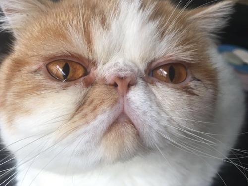 猫哭是因为伤心吗(猫哭了是伤心吗)