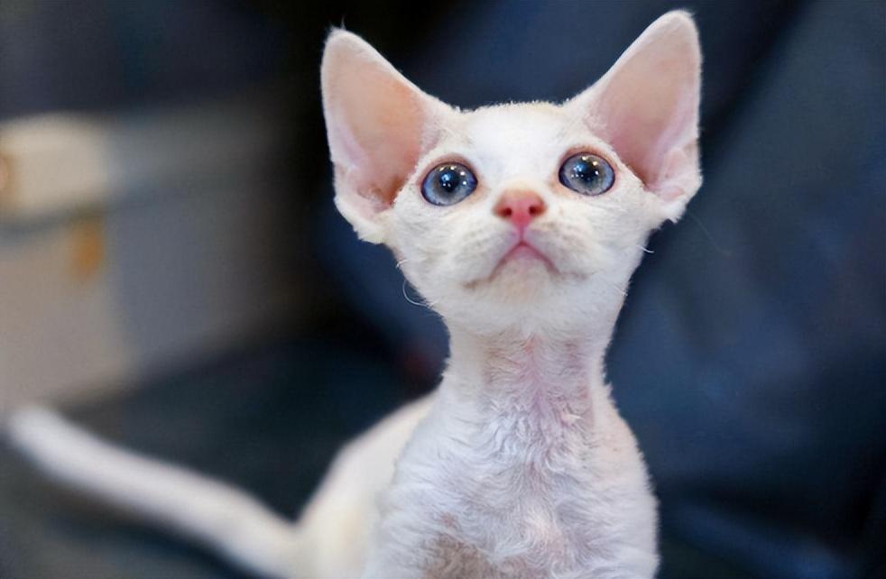 金点猫为什么不能买是什么价位（金点猫多少钱一只2023价格表）