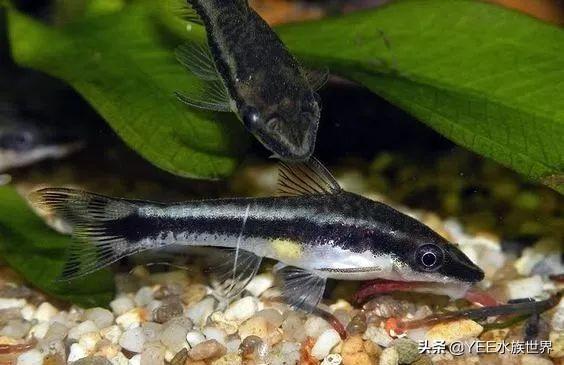 分享不养小精灵鱼的理由（小精灵鱼为什么不建议养呢）