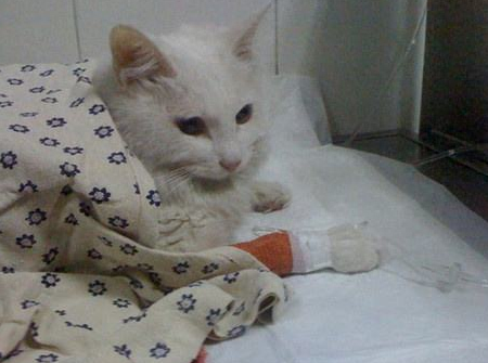 猫瘟在人身上会残留多久(附：猫瘟症状对人没有危害吗)