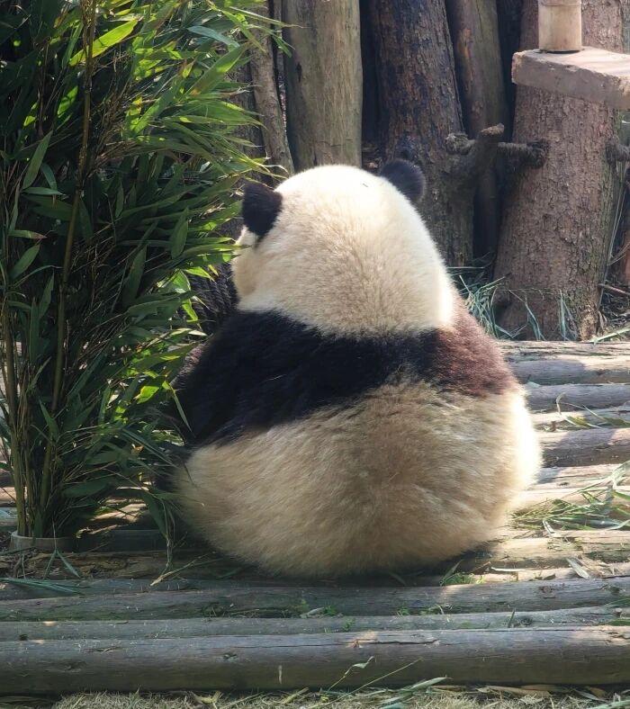 中国唯一一只金色熊猫是谁(金色大熊猫的图片)