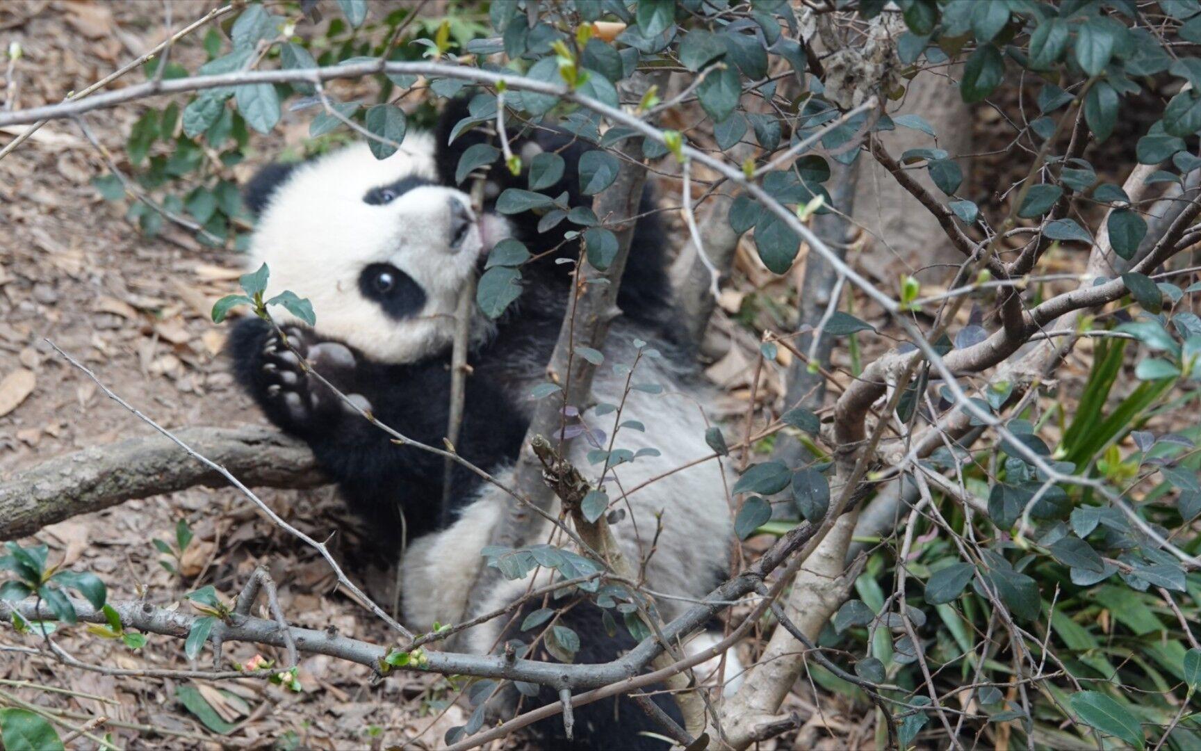 中国唯一一只金色熊猫是谁(金色大熊猫的图片)