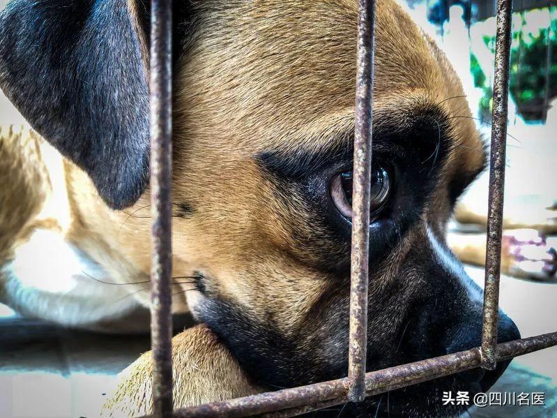 狂犬病潜伏期长达20年（狂犬病潜伏10年发病了）