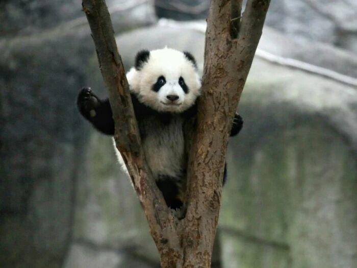 中国唯一一只金色熊猫是谁(金色大熊猫的图片)