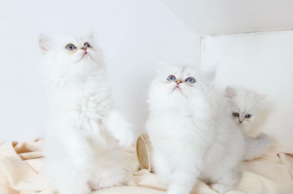 金点猫为什么不能买是什么价位（金点猫多少钱一只2023价格表）