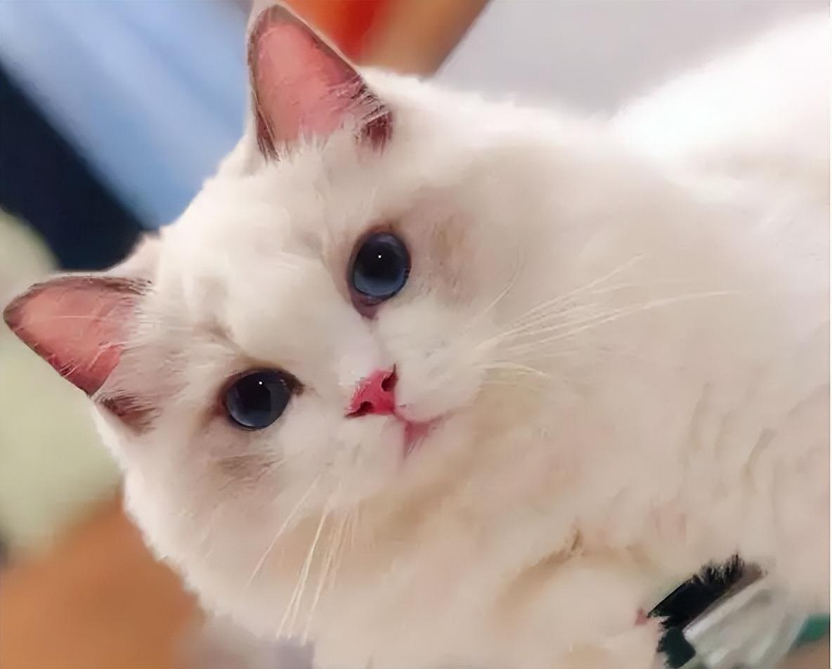 布偶猫为什么不能养（详解：养布偶猫的6大坏处）