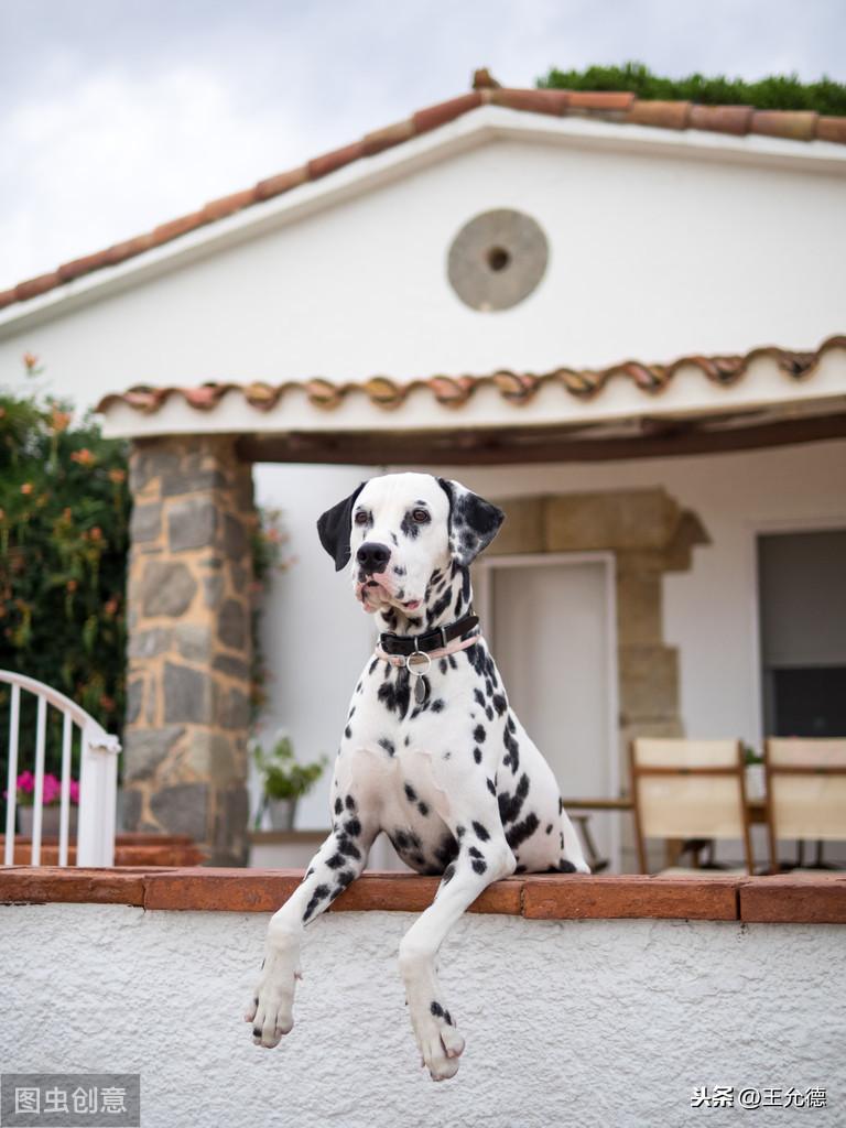 蓝色斑点狗动画片叫什么名字（大麦町犬和斑点狗）