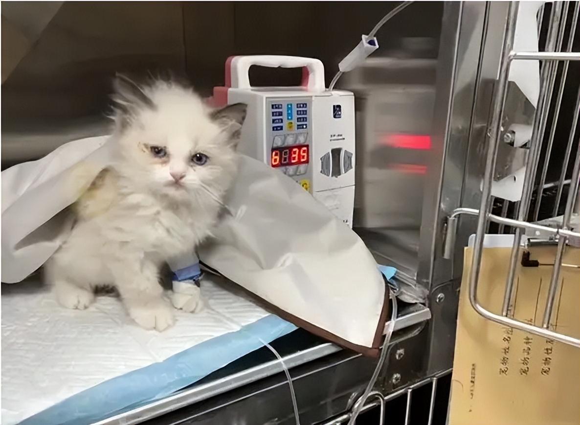 布偶猫为什么不能养（详解：养布偶猫的6大坏处）