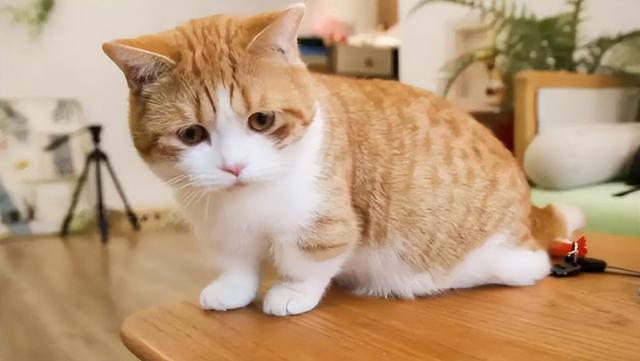 猫对主人的记忆有多久(猫知道自己换主人了吗)