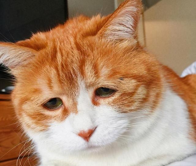 猫哭是因为伤心吗(猫哭了是伤心吗)