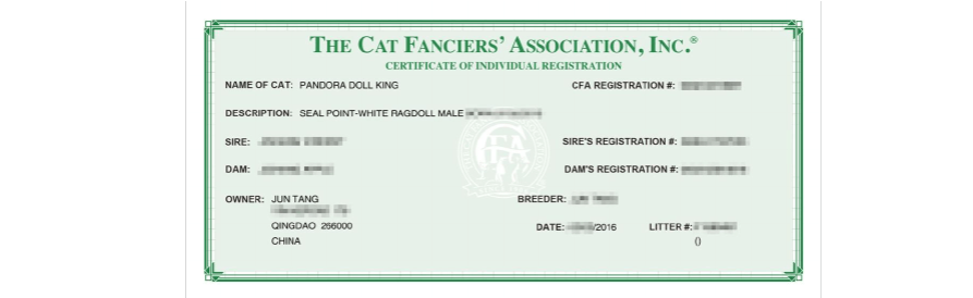 金点猫为什么不能买是什么价位（金点猫多少钱一只2023价格表）