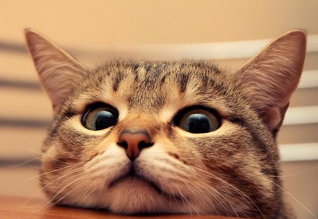 猫对主人的记忆有多久(猫知道自己换主人了吗)